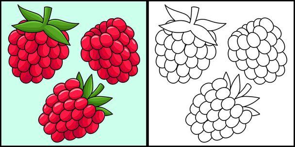 This coloring page shows a Raspberry Fruit. One side of this illustration is colored and serves as an inspiration for children. - Vector, Image