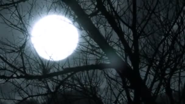 Suuri kuu pimeällä taivaalla puiden oksien läpi. Aikajänne
 - Materiaali, video