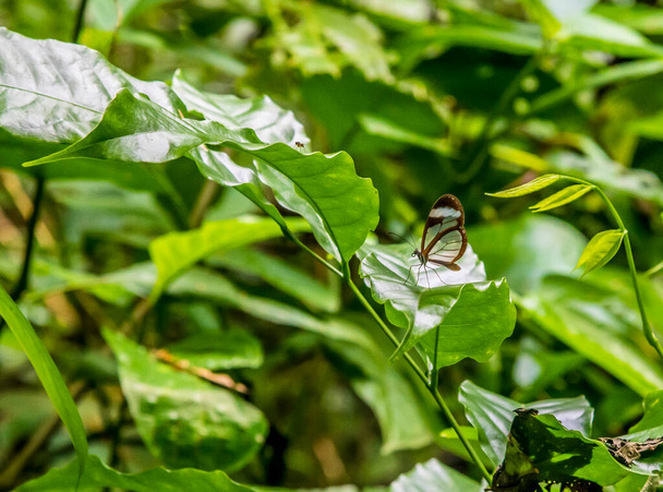 A Glasswing Butterfly in the jungle near Tortuguero in Costa Rica during the dry season - Φωτογραφία, εικόνα