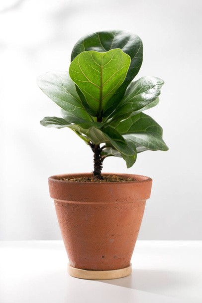 Fiddle leaf fig or Ficus lyrata warb in the orange clay pot on a white table. - Foto, Bild