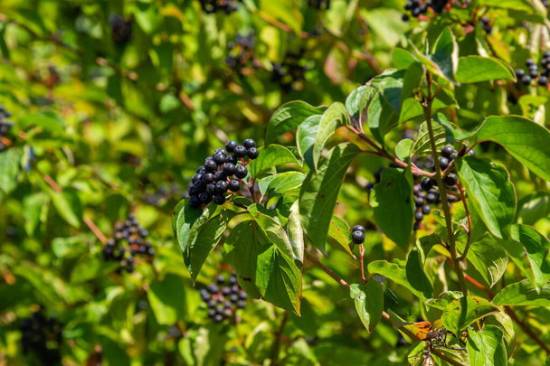 Cornus sanguinea is a perennial plant of the sod family. A tall shrub with small flowers and black inedible berries. Turf-well is grown as an ornamental plant. - Photo, Image