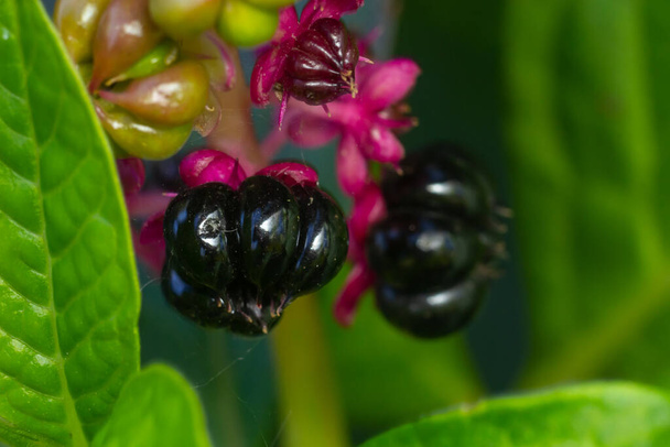Phytolacca Americana, American Pokeweed nebo jednoduše Pokeweed s černými plody. - Fotografie, Obrázek