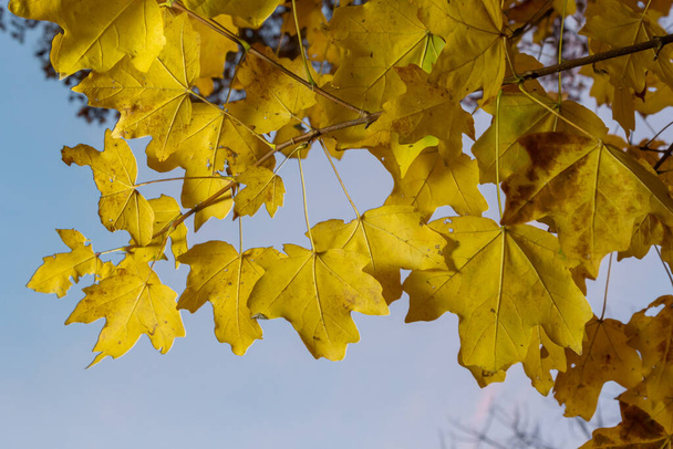 Yellow maple leaves on the branches. Autumn nature background with maple tree leaves. - Фото, зображення