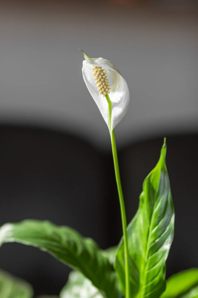 Close-up of white Spathiphyllum cochlearispathum, Spathiphyllum wallisii flower at home. Green leaves of spathiphyllum houseplant, Spath or peace lilies. Home gardening concept. Space for text. - Valokuva, kuva