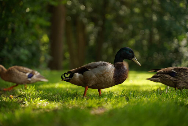 Yeşil çimlerin üzerinde dişi yaban ördeği resmi.. - Fotoğraf, Görsel