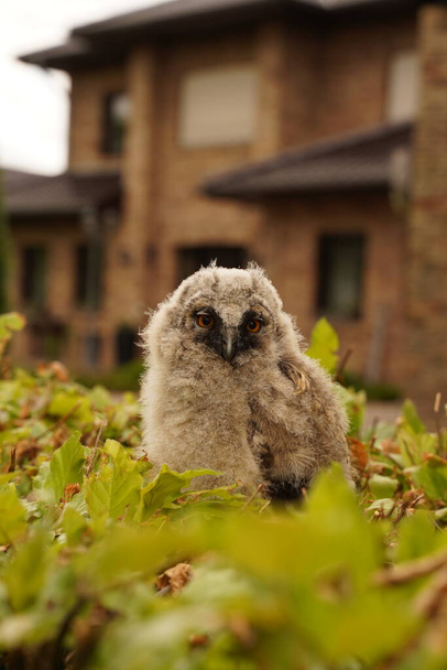 Tawny Owl Strix aluco Chick or Owlet sleeping on a garden spade handle. Selective focus. - Photo, Image