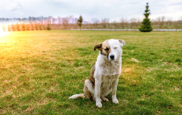 Άστεγο εγκαταλελειμμένο αδέσποτο σκυλί με πολύ θλιμμένα έξυπνα μάτια - Φωτογραφία, εικόνα
