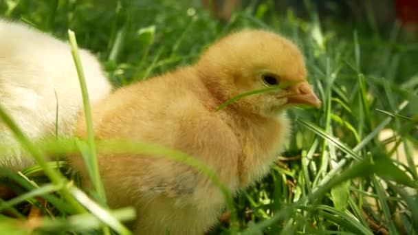 Een geel pluizig kippetje zit in het groene gras. Vlakbij is een witte kip te zien. Pluimveehouderij - Video