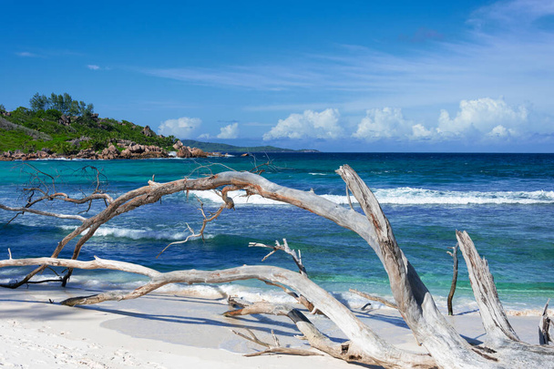 Amazing landscape with an empty beach on Seychelles with a dried tree trunk in front of turquoise color of the Indian Ocean. - Photo, Image