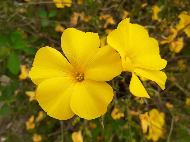 Gros plan de belle fleur jaune. Reinwardtia indica, fleurs jaunes de lin ou pyoli dans le jardin  - Photo, image