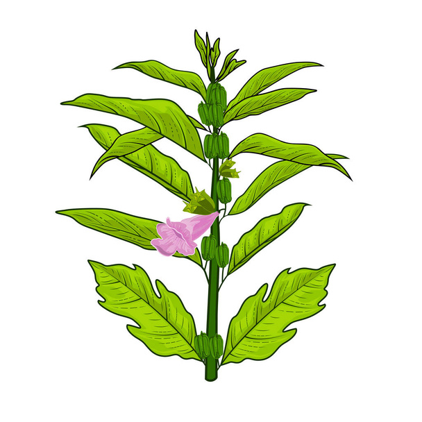 Szezámnövény vektor illusztráció zöld levelekkel - Vektor, kép
