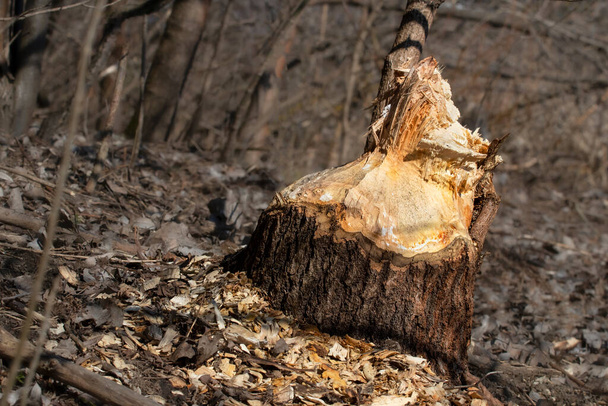A large tree trunk gnawed by beavers.Beavers build a dam by the river in the forest.Life of wild animals,wildlife,environment. - Foto, imagen
