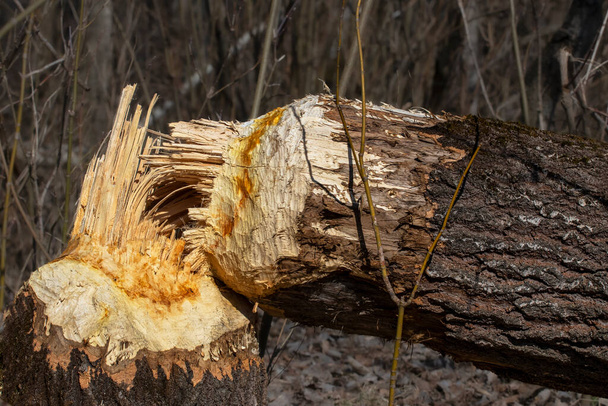 Un grand tronc d'arbre rongé par les castors. Les castors construisent un barrage au bord de la rivière dans la forêt. Vie des animaux sauvages, de la faune, de l'environnement. - Photo, image