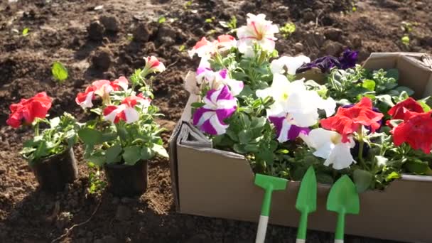 Zaailingen van petunia bloemen in een doos en in potten in een bloembed voor het planten in volle grond. Kleine harken en schoppen staan in de buurt. Bloemen planten in het voorjaar - Video
