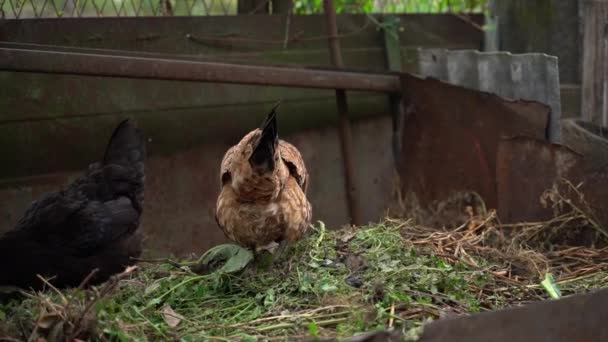 Chickens walk on a compost heap in the village, smooth camera movement. High quality FullHD footage - Footage, Video