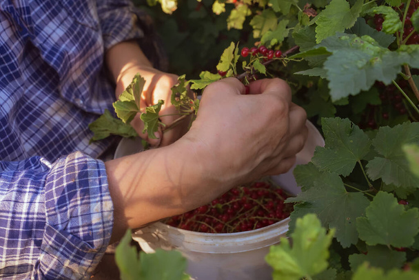 農家の手と赤いスグリ。エコガーデンで収穫。農家は有機栽培の庭から果物を選ぶ。健康食品の概念。環境に優しい果物や果実。選択的焦点. - 写真・画像