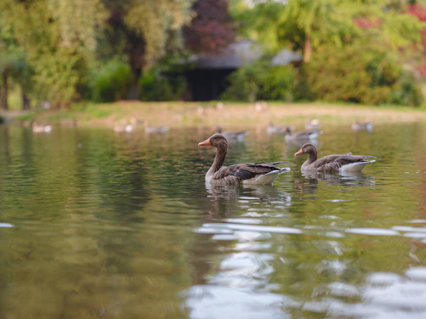 cute ducks on the pond in the Englischer Garten park, Munich, Germany. Summer travel to Europe - Foto, Imagem