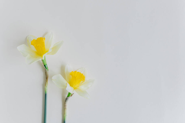 Prachtige bloemen van gele narcissen (narcissen) op een lichtgele achtergrond. Plaats voor tekst. - Foto, afbeelding