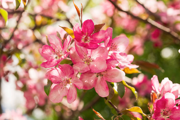 Apple Malus Rudolph tree, with dark pink blossoms in the blurred bokeh background. Spring. Abstract floral pattern. - Photo, image