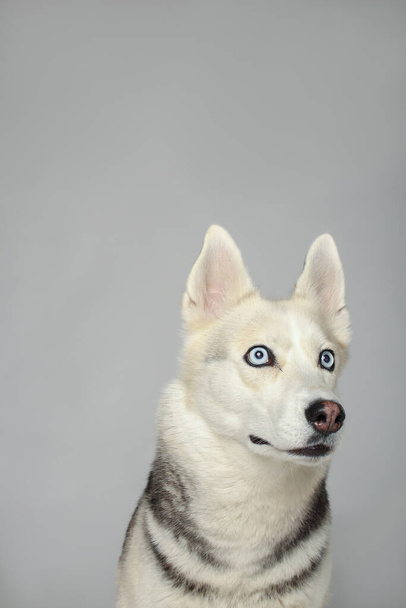 Portret van een grijs meisje Siberische husky kijkend naar u op een witte achtergrond - Foto, afbeelding