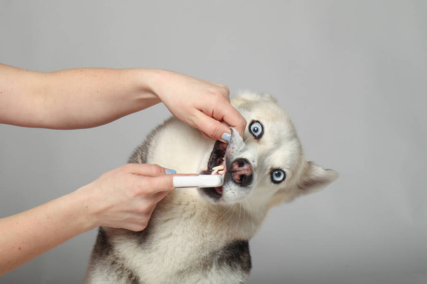 Ritratto di una ragazza husky siberiana grigia che si lava i denti su uno sfondo bianco. toelettatura del cane - Foto, immagini