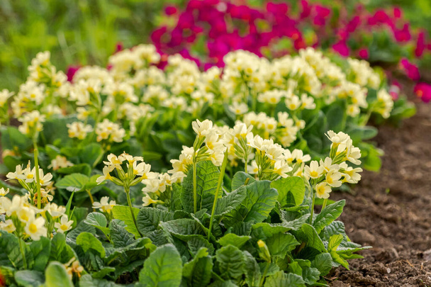 Easter concept. Primrose Primula with yellow flowers in flowerbed in spring time. Inspirational natural floral spring or summer blooming garden or park. Hello spring - Photo, Image