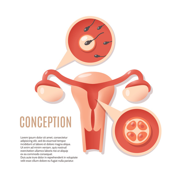 妊娠受胎アイコン - ベクター画像