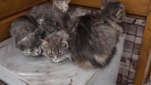 Homeless and sad mother cat feeds her adult kittens on the street. A wild homeless cat with a bunch of homeless kittens in a poor city. Hungry and beaten cat. Sad street pets. - Filmagem, Vídeo