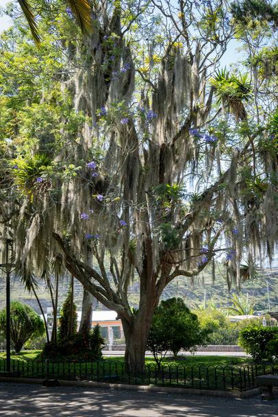 Ősi akác fa a park közepén mohával az ágain. Kiváló minőségű fénykép - Fotó, kép