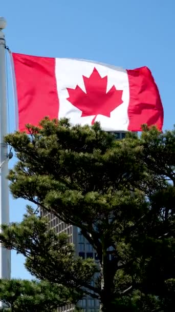 Canada national flag waving on blue sky with flying birds. Canada day. against backdrop of bright sun in sky flag of Canada is waving in Vancouver beautiful Clear skies peace purity joy - Footage, Video