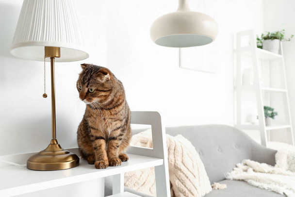 Striped Scottish fold cat on shelf at home - Photo, Image