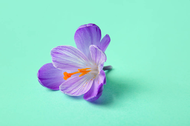 Красива квітка шафрану на бірюзовому фоні, крупним планом
 - Фото, зображення