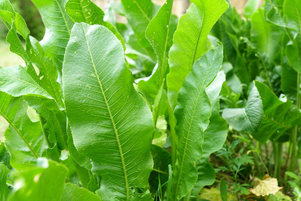 Leaves of horseradish Latin Armoracia rusticana, a perennial vegetable growing. Selective focus - Photo, Image