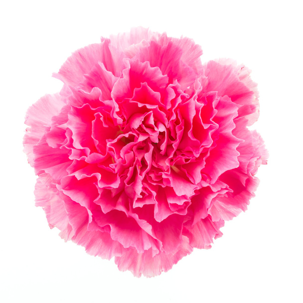 Różowy kwiat - Zdjęcie, obraz