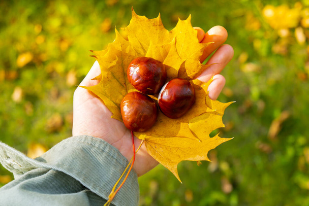Woman holding Fall autumnal maple yellow leaf and chestnuts next to autumn nature. Unite with nature cottagecore Mindfulness and relax, being mindful, wellbeing, mental health. Girl collects bouquet - Photo, Image
