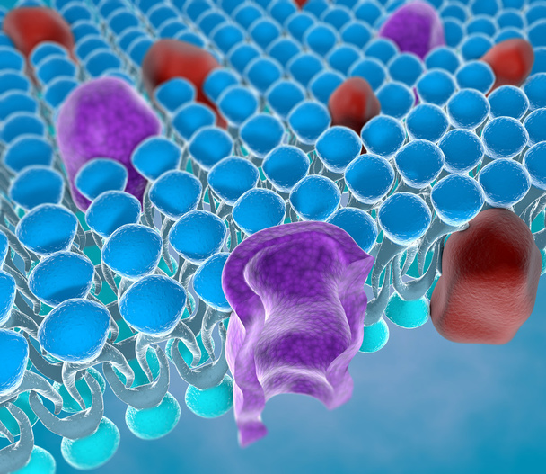 Структура плазмової мембрани клітини
 - Фото, зображення