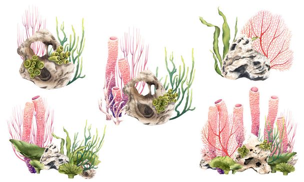 Ένα σύνολο κοραλλιογενών υφάλων υποβρύχιων συνθέσεων με φυτά, κοράλλια, πέτρες και όστρακα. Χειροποίητες ακουαρέλες που απομονώνονται σε λευκό φόντο. Για clip art, label, πακέτα - Φωτογραφία, εικόνα