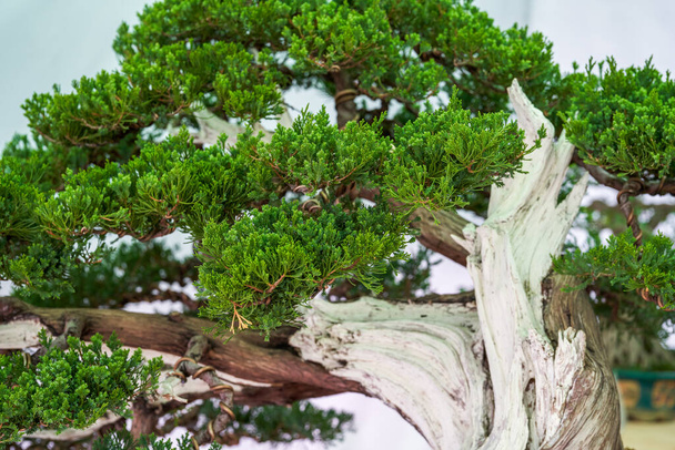 Close-up of a graceful Podocarpus tree - Fotoğraf, Görsel
