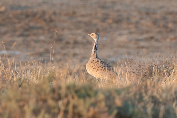 MacQueen's bustard or Chlamydotis macqueenii a winter migrant to Greater Rann of Kutch in Gujarat, India. - Photo, Image