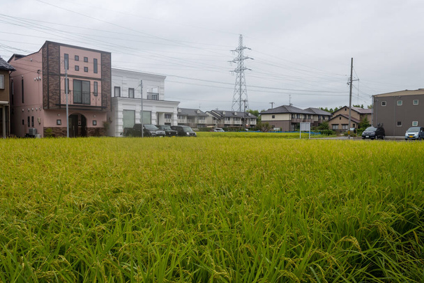 Summer view of countryside rice paddy field. Kanazawa, Japan. - Foto, immagini