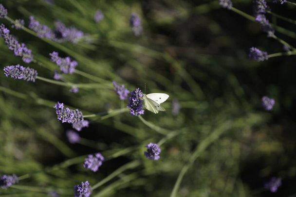 butterfly on a flower - Foto, afbeelding