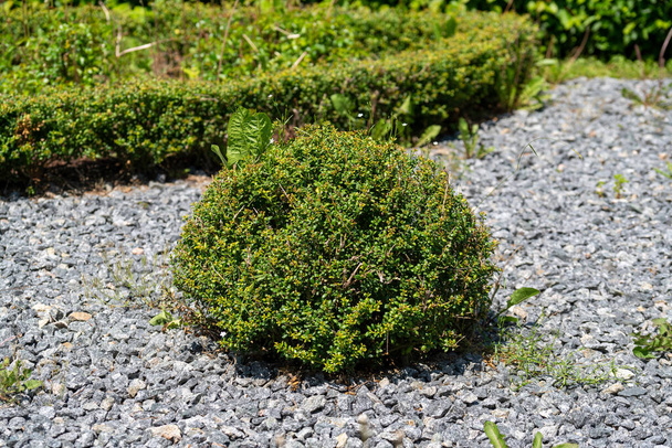 green moss on the ground - Foto, Imagem