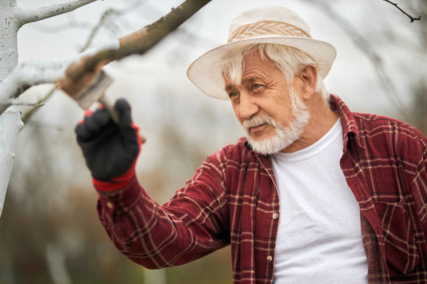 Front view of gardener with grey hair and beard taking care of trees. Male peasant wearing panama hat and plaid shirt whitewashing branches with brush. Concept of environment. - Photo, Image