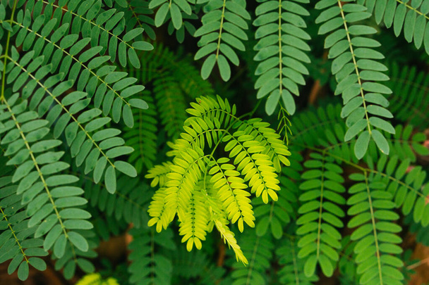 Groene tropische plant close-up. Abstract natuurlijke bloemenachtergrond Selectieve focus, macro. Stromende lijnen van bladeren. - Foto, afbeelding