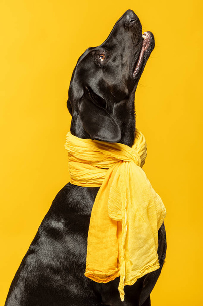Profile of black labrador retriever dog wearing a yellow scarf. - Foto, Imagem