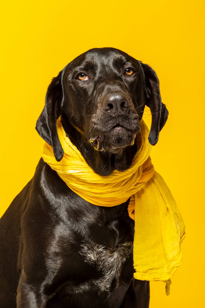 Studioporträt eines schwarzen Labrador Retriever-Hundes mit gelbem Schal. - Foto, Bild