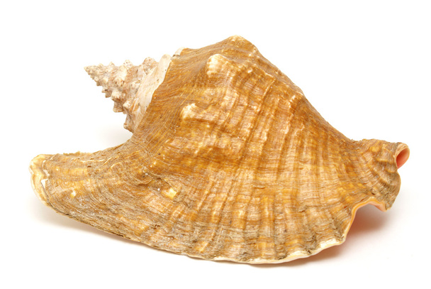 Large Conch Shell - Foto, Bild