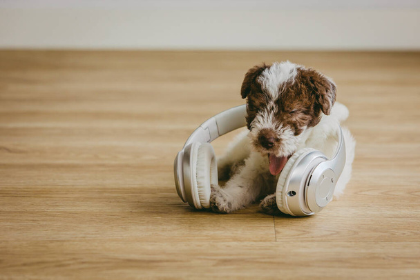 Naughty Fox Terrier puppy playing with headphones on a wooden floor - Фото, изображение