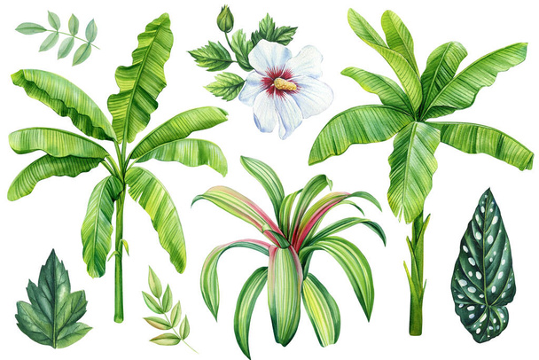 Φύλλα φοίνικα και λουλούδι σε απομονωμένο φόντο, ζωγραφισμένα στο χέρι ακουαρέλα ζωγραφική. Πράσινα τροπικά φύλλα, τροπικός φοίνικας. Εικόνα υψηλής ποιότητας - Φωτογραφία, εικόνα