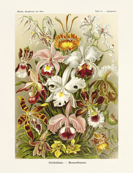Orchids - ERNST HAECKEL -19th Century - Antique Zoological illustration.Illustrations of the book : Art Forms in Nature - Publication Date: 1899 - Fotografie, Obrázek